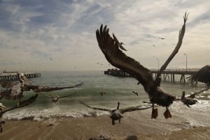 Transfer från kryssningsterminalen i Valparaíso och vinprovning