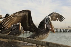 Transfer från kryssningsterminalen i Valparaíso och vinprovning