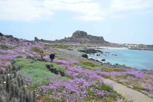 Damas or Chañaral island: Whales & Humboldt Penguin Reserve