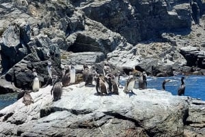 Ön Damas eller Chañaral: Valar och Humboldt pingvinreservat