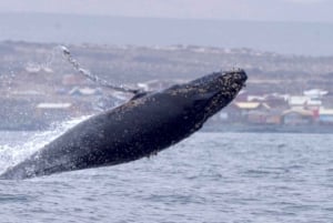 Damas ou l'île de Chañaral : Baleines et réserve de manchots de Humboldt