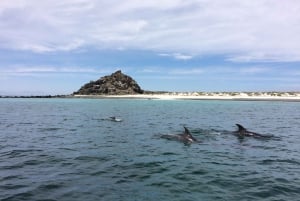 Ilha Damas ou Chañaral: Reserva de baleias e pingüins de Humboldt