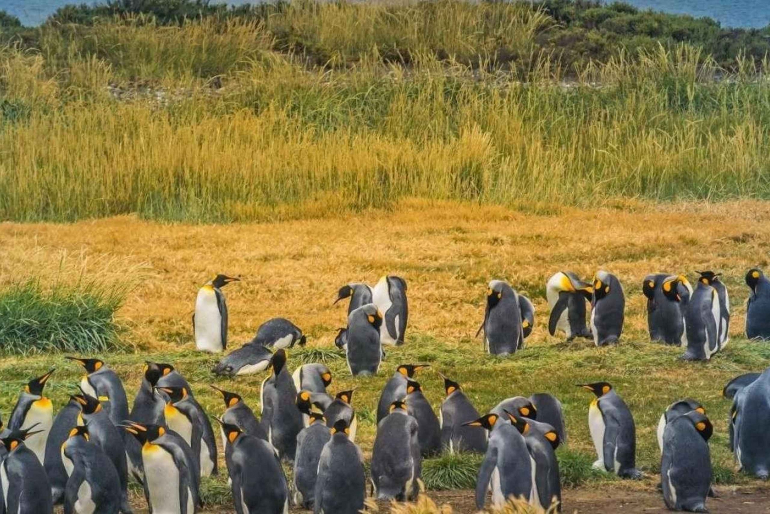 Journée d'aventure en Terre de Feu : Les manchots royaux