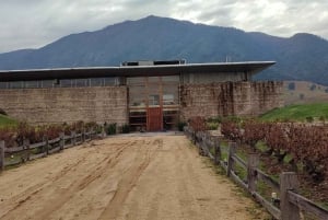 Discover the Colchagua Valley's Wine Experience