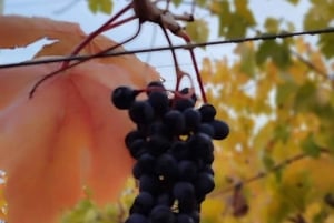 Discover the Colchagua Valley's Wine Experience