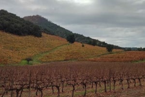 Discover the Colchagua Valley's Wine Experience