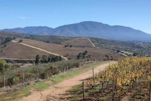 Discover the Colchagua Valley's Wine Experience