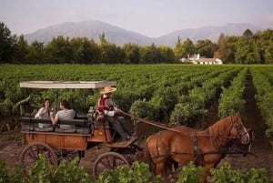 Discover the Colchagua Valley's Wine Experience