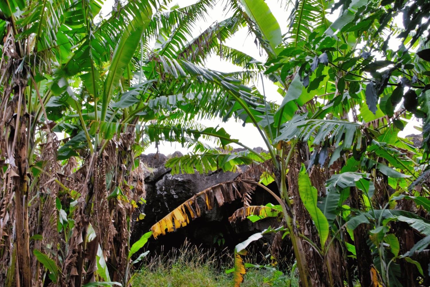 Paaseiland: Hele dag voorouderlijke grotten en Orongo Village