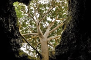 Paaseiland: Hele dag voorouderlijke grotten en Orongo Village