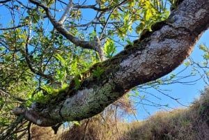 Easter Island: Highest Point Hike Terevaka