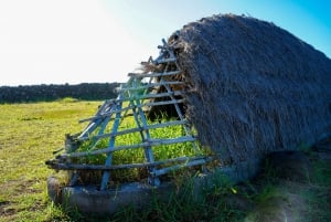 Påskön: Moai Privat dagsutflykt