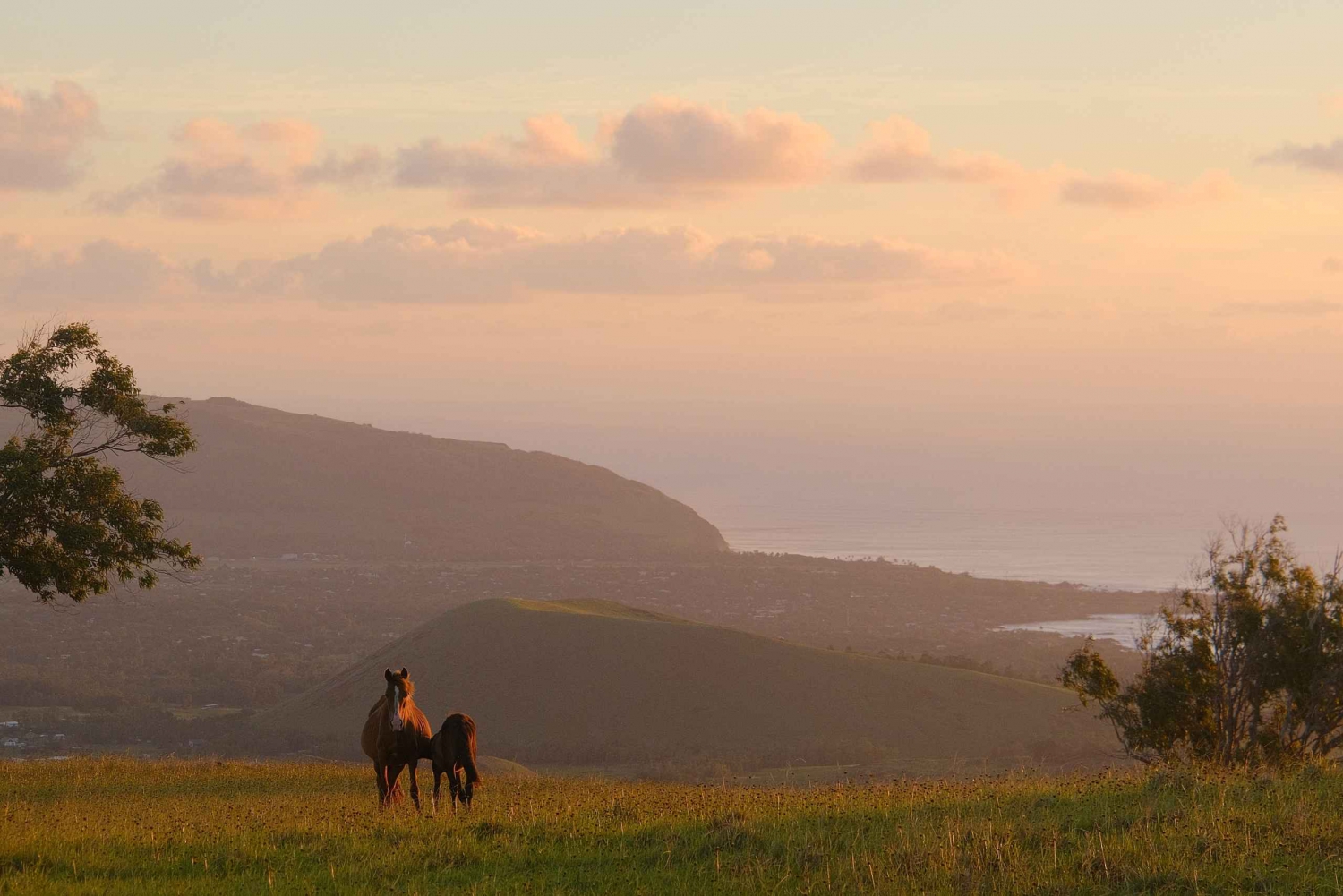Isola di Pasqua: Passeggiata privata a cavallo sul monte Terevaka