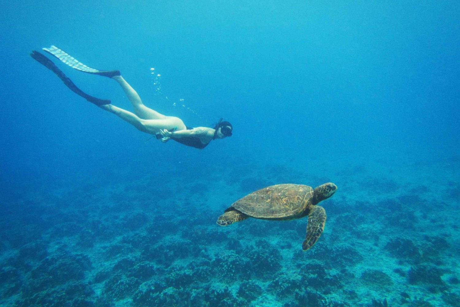 Påskeøen: Snorkeltur på koralrev