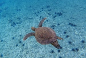 Île de Pâques : Excursion en snorqueling sur les récifs coralliens