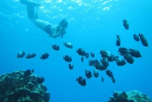Påskön: Snorkeltur på korallrev