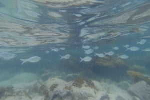 Île de Pâques : Excursion en snorqueling sur les récifs coralliens