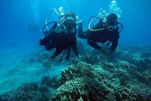 Påskeøya: Tropisk dykking