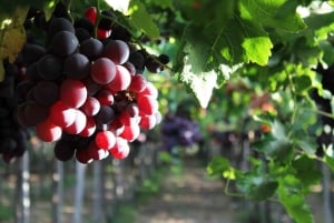 Elqui Valley Tour: Patrimonial and Natural