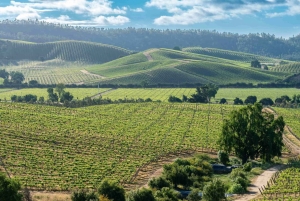 Farellones et vallée de Casablanca : visite privée de la montagne et des vins premium