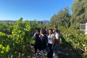 Farellones et vallée de Casablanca : visite privée de la montagne et des vins premium