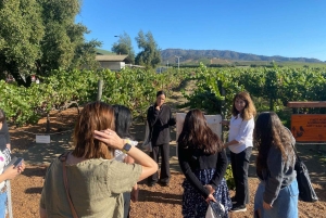 Farellones et vallée de Casablanca : visite privée de la montagne et des vins premium