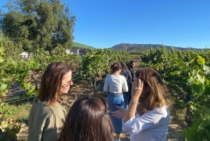 Farellones et vallée de Casablanca : visite privée de la montagne et des vins premium