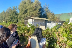 Farellones et vallée de Casablanca : visite privée de la montagne et des vins premium