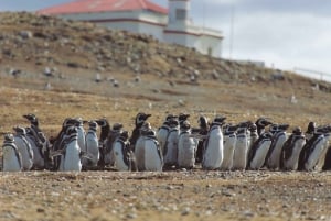 For Cruise-ship passengers: Magdalena Island (Penguins)