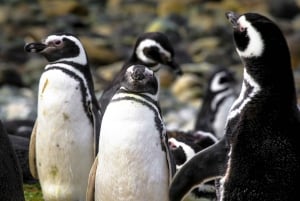 For Cruise-ship passengers: Magdalena Island (Penguins)