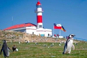 For Cruise-ship passengers: Magdalena Island (Penguins)