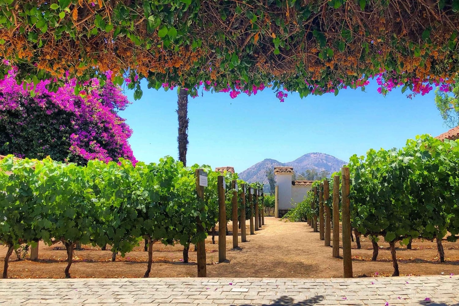 Das beste Weingut der Welt laut Forbes: Weingut Santa Rita