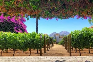 Das beste Weingut der Welt laut Forbes: Weingut Santa Rita