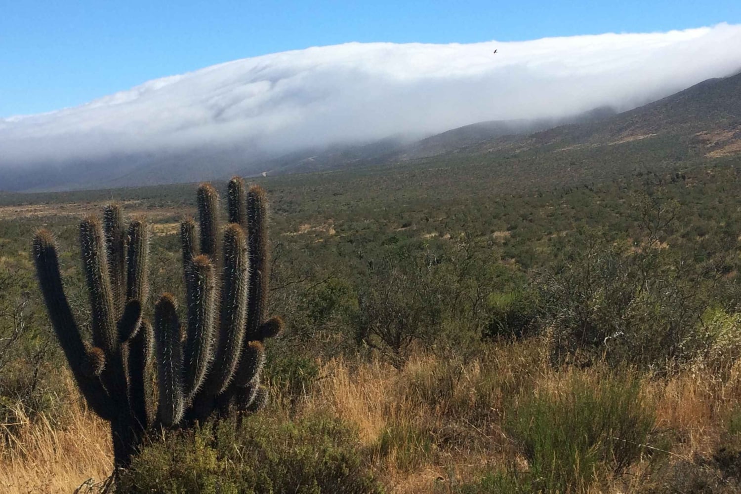 'Foresta relitta dell'era glaciale di Fray Jorge' Riserva UNESCO Starlight