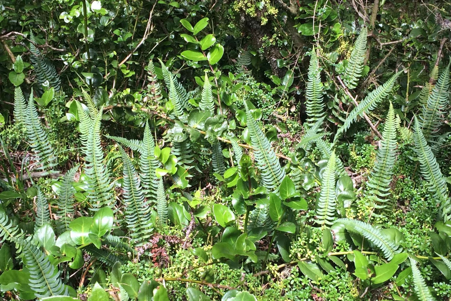 'Foresta relitta dell'era glaciale di Fray Jorge' Riserva UNESCO Starlight