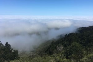 'Foresta relitta dell'era glaciale di Fray Jorge' Riserva UNESCO Starlight