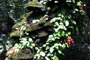 'Foresta relitta dell'era glaciale di Fray Jorge' Riserva UNESCO Starlight