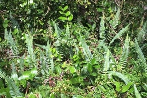 'Foresta relitta dell'era glaciale di Fray Jorge' Riserva UNESCO Starlight