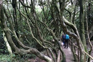 'Foresta relitta dell'era glaciale di Fray Jorge' Riserva UNESCO Starlight