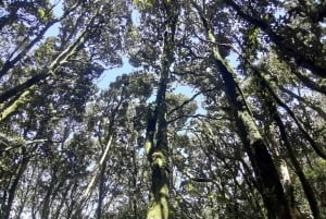 'Foresta relitta dell'era glaciale di Fray Jorge' Riserva UNESCO Starlight