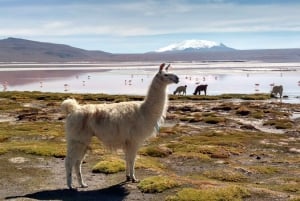 Från La Paz: 2-dagarsflyg från Salar de Uyuni till Atacama Chile