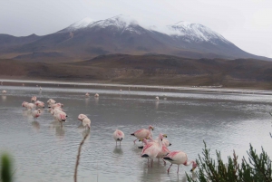 Från La Paz: 2-dagarsflyg från Salar de Uyuni till Atacama Chile