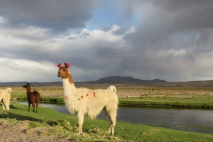 Fra La Paz: 2-dagers flytur fra Salar de Uyuni til Atacama Chile