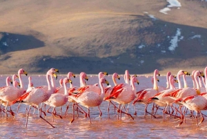 Из Ла-Паса: 4-дневная экскурсия в Сан-Педро-де-Атакама