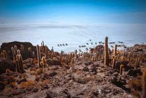 Fra La Paz: Uyuni og Andeslagunerne 5-dages guidet tur