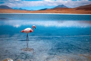 Da La Paz: Viaggio guidato di 5 giorni a Uyuni e alle lagune andine