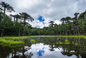 Из Пукона: пешеходная экскурсия по национальному парку Уэркеуэ