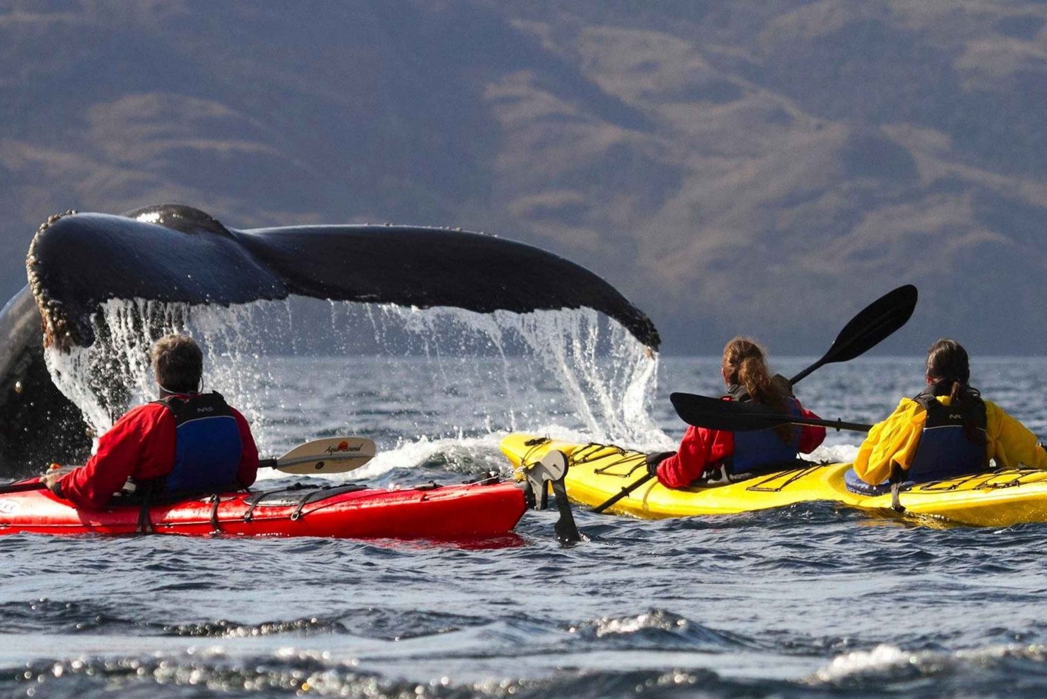 Depuis Punta Arenas : Kayak avec les baleines