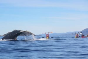 Punta Arenasista: Kajakointi valaiden kanssa