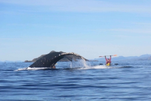 Fra Punta Arenas: Kajakkpadling med hvaler